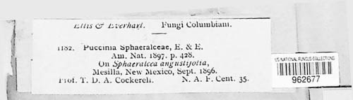 Puccinia sphaeralceae image